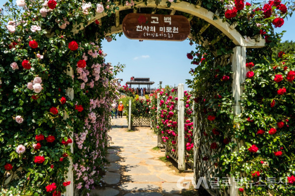 (사진:김연묵사진작가) 세계장미축제 현장의 아름다운 장미꽃 터널