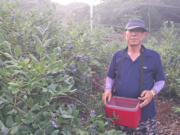 ( 사진,  글로벌뉴스통신  이병완 기자 ) 횡성군 횡성읍 정암3리 덕고산 블루베리 농장 이강일 대표