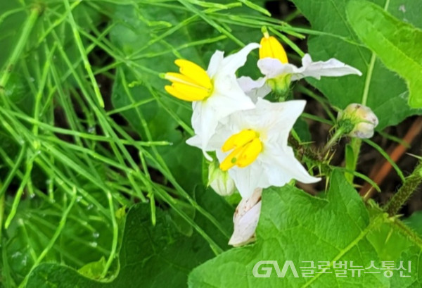 (사진: 이종봉생태전문가)  노란 "도깨비가지" 모습