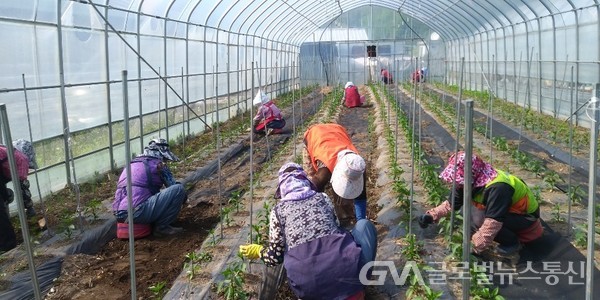 (사진제공:울진군)2020년 울진군 농촌인력지원단 운영