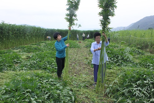 (사진제공 : 안동포정보화마을) 안동포마을 대마수확