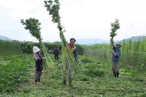 (사진제공 : 안동포정보화마을) 안동포마을 대마수확