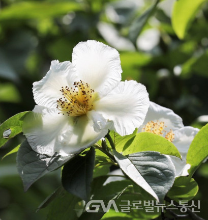 (사진:이종봉 작가) 순백색의 아름다운 노각나무 꽃