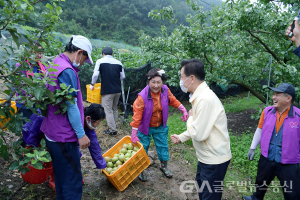 (사진제공:영천시)태풍 피해낙과 전량 긴급수매