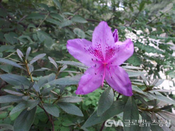 (사진촬영: 김진홍 논설위원) 활짝핀 한송이 산철쭉꽃의 예쁜 모습