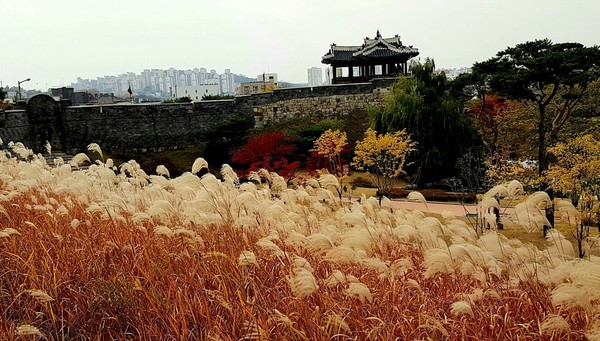(사진제공 : 김동일 사진작가) 갈대밭에 둘러싸인  방화수류정(水原訪花隨柳亭) 가을 풍경                           