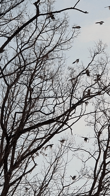 (사진제공:최수준 前부산폴리텍대 학장)앙상한 겨울 숲에 생기를 불러 온 까치 무리