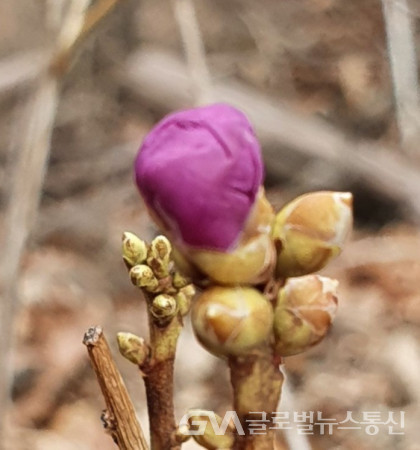 (사진제공: 구반회) 운남산에서 만난 봄맞이 진달래꽃