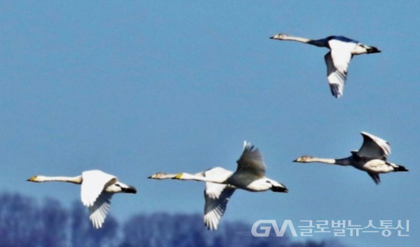 (사진제공:김진홍논설위원) 겨울철새들의 이동