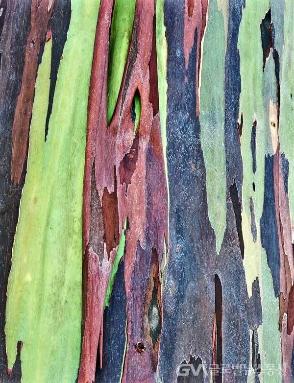(사진제공: Jane Nam) 나무 껍질이 차례로 벗겨지며 화려한 색깔을 내는 ‘유칼립투스 디글럽타Eucalyptus deglupta나무의 껍질의 채색