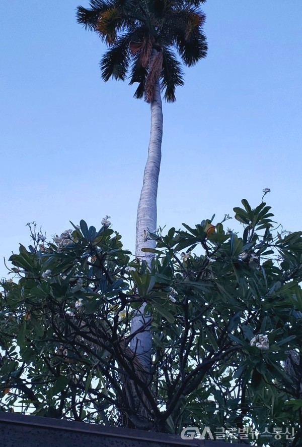 (사진제공:Jane Nam) 세계적 희귀종 Albino Palm 나무, Maui에 두그루가 있다. 