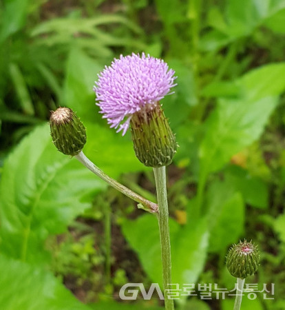 (사진촬영: 이종봉사진작가) 예쁜 지칭개 꽃 모습