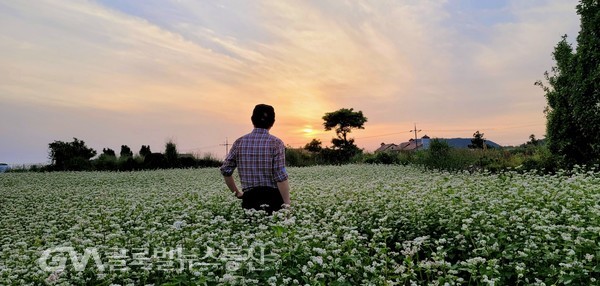 (사진제공: FKILsc 신현대 경영자문위원)  흐드러진  하얀 메밀꽃밭에서 바라 보는 석양夕陽, 이것 자체가 힐링이라 할만하다  