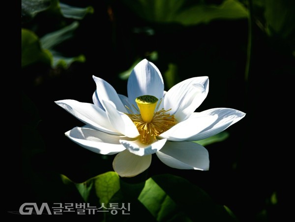  (사진제공:FKILsc 백명원 경영자문위원) '관곡지官谷池'에 피는 연꽃은 빛깔이 하얀 백련白蓮으로 뽀족한 꽃잎이 특징이다