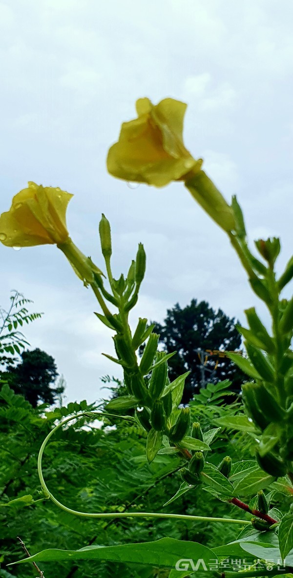 (사진:글로벌뉴스통신 남기재 해설위원장)노랑꽃, 달맞이꽃Evening primrose