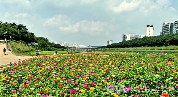(사진제공:KFILsc 이원순 경영자문위원장) 백일홍 만발한 안양천 풍경