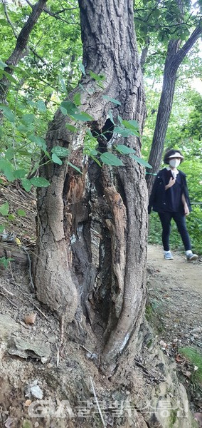 (사진:글로벌뉴스통신 남기재 해설위원장)|역경 이겨낸 참나무 - 보는이에게 나름 묵시적 교훈을 보여주는 듯하다 