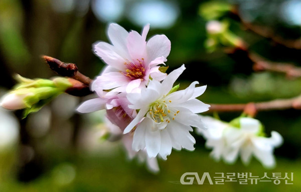 (사진:이종봉 생태사진작가) 보기 힘든 "가을벚나무"의 아름다운 벚꽃 모습.