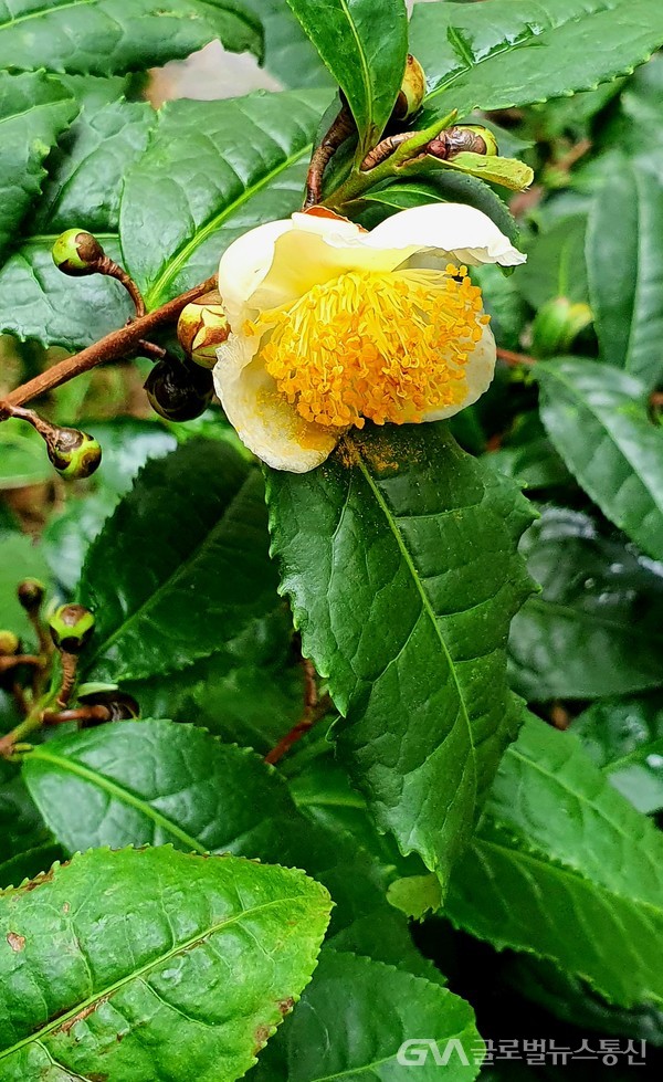 '차나무' 도톰한 잎사이에 핀 하얀 꽃잎과 다북한 노랑꽃술 -서초대로 전문찻집 '상떼'에서