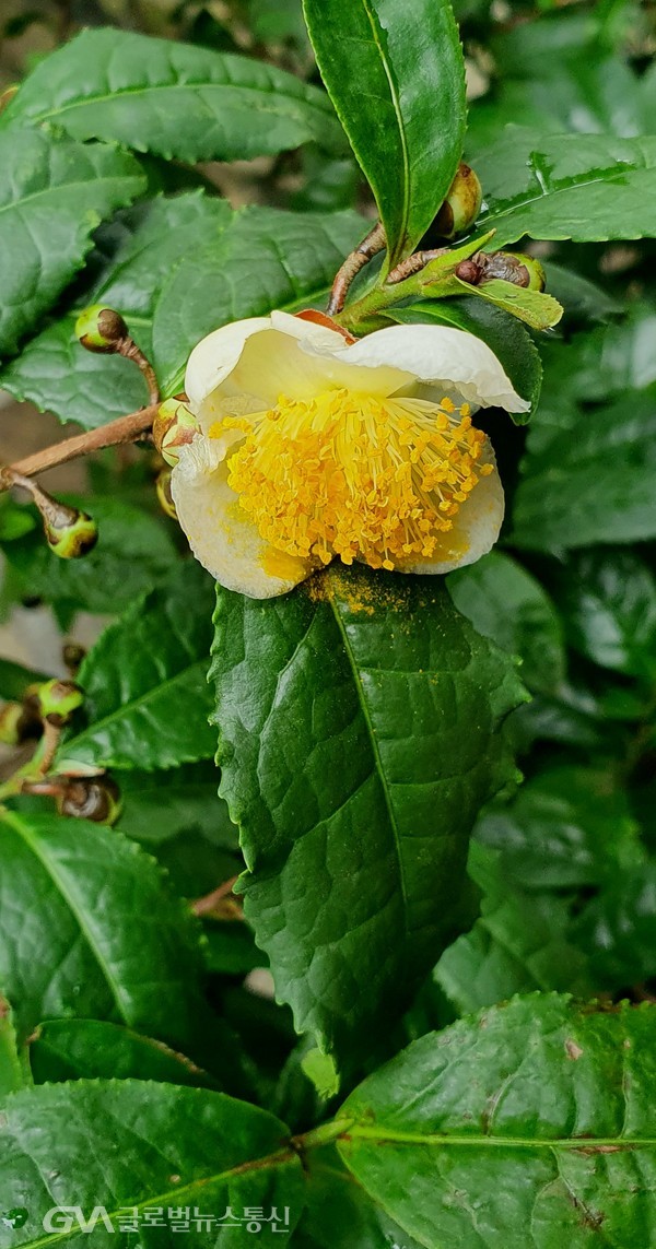 '차나무' 도톰한 잎사이에 핀 하얀 꽃잎과 다북한 노랑꽃술 -서초대로 전문찻집 '상떼'에서