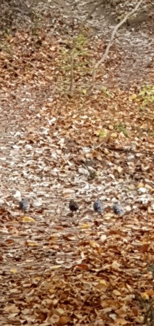 산책길에서 가장 쉽게 만나는 텃새, '멧비둘기' - 겨울철 야생식물의 씨앗이나 열매를 즐겨먹는다