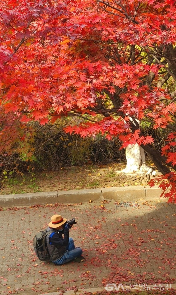 (사진제공:FKILsc 백명원경영자문위원) 둘레길 가을 정취를 담아내는 사진작가의 모습도 만추풍경晩秋風景에 둘러싸이면, 그 자체도 그림이 된다.