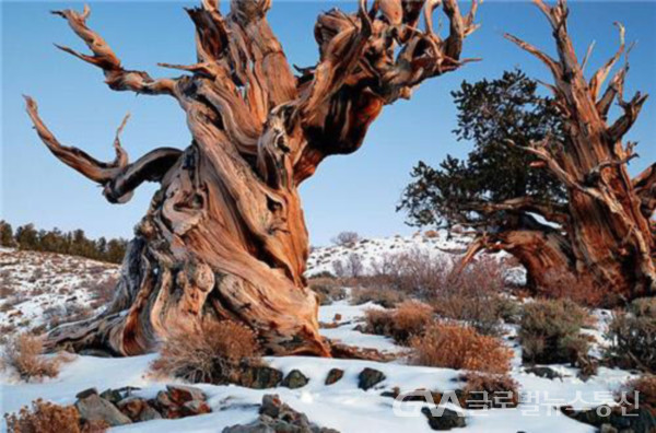 (사진:J.H.KIM) 미국 캘리포니아에서 발견된 4,800년 넘게 살아 가고있는 나무