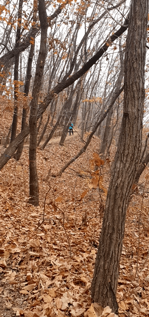아스라이 남은 '단풍길' -우거졌던 숲은 낙엽져 골짜기에 쌓이고 멀리서 다가오는 산책객 모습이 훤히 다가온다