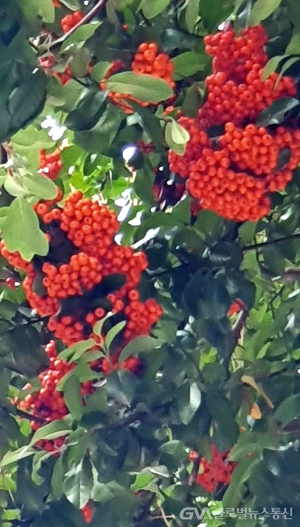 한겨울 새들의 먹이 '피라칸다Pyracantha' 붉은열매 -사철 푸른잎에 둘러싸인  붉은 열매 더욱 고와 보인다