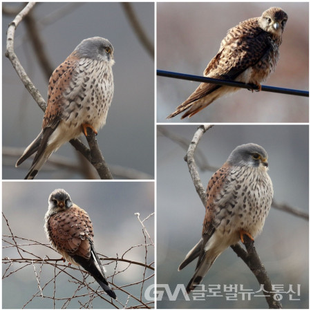 (사진 : 이종봉 생태사진작가) 겨울 텃새인 "황조롱이"의    다양한 모습(암컷)