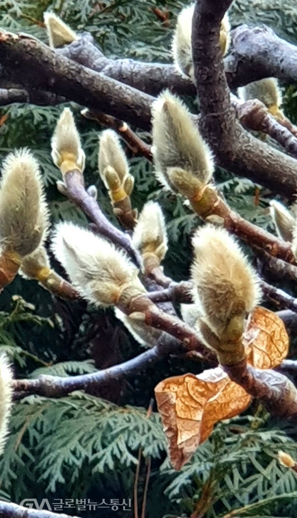 몽오리 진 목련꽃 봉오리 - 메마른 가지에 걸친 누른 낙엽이 지나온 겨울을 말하는 듯하다