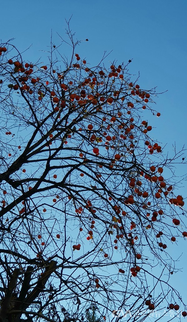 주홍빛 홍시 풍성하게 익어가던 지난 가을의 풍요로움.