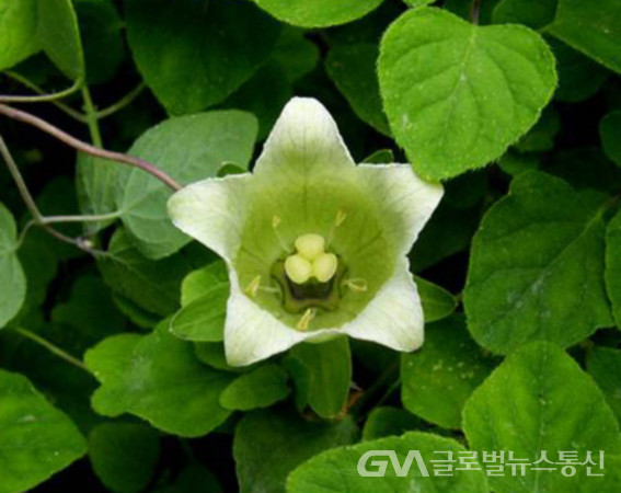 (사진:글로벌뉴스통신) 약용식물 "만삼"의 예쁜 꽃 모습