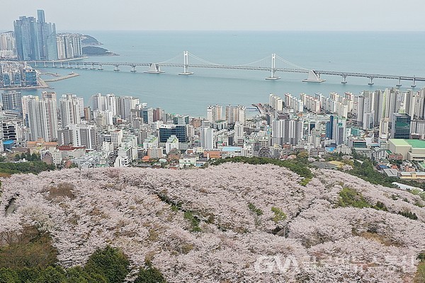(사진제공:수영구) 금련산 벚꽃