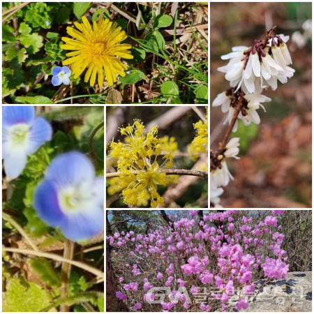 (사진:구반회) 서양민들레, 미선나무꽃, 진달래꽃, 산수유꽃, 개불알풀꽃(시계방향)