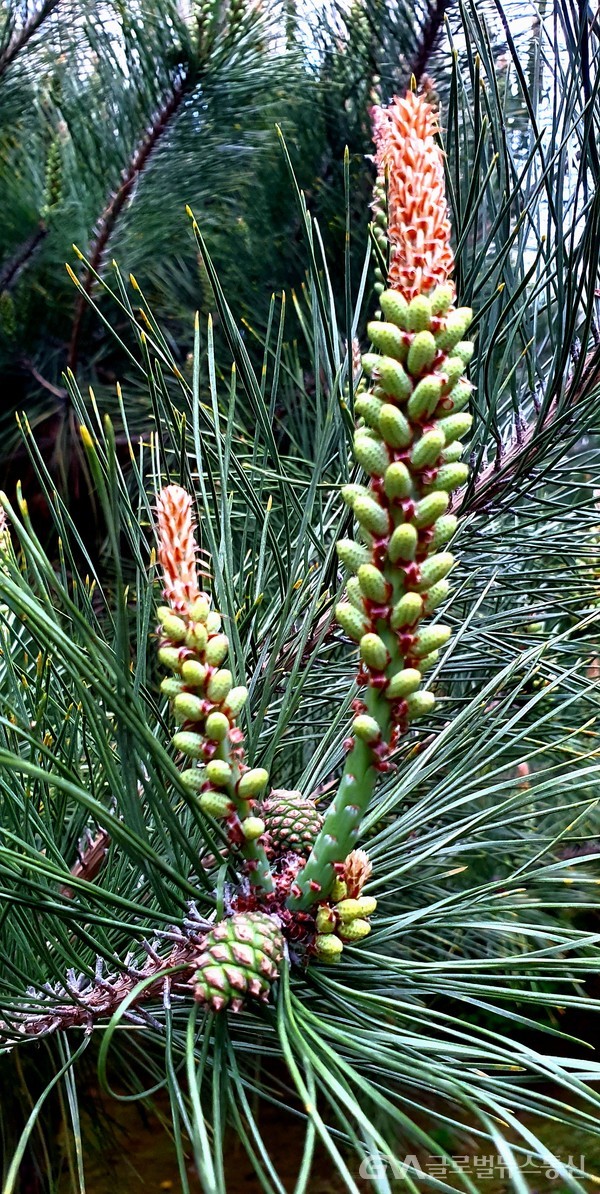 '솔순松筍' -두 솔잎사이에 솟은 새 순과 화분 모양새가 힘차 보인다.