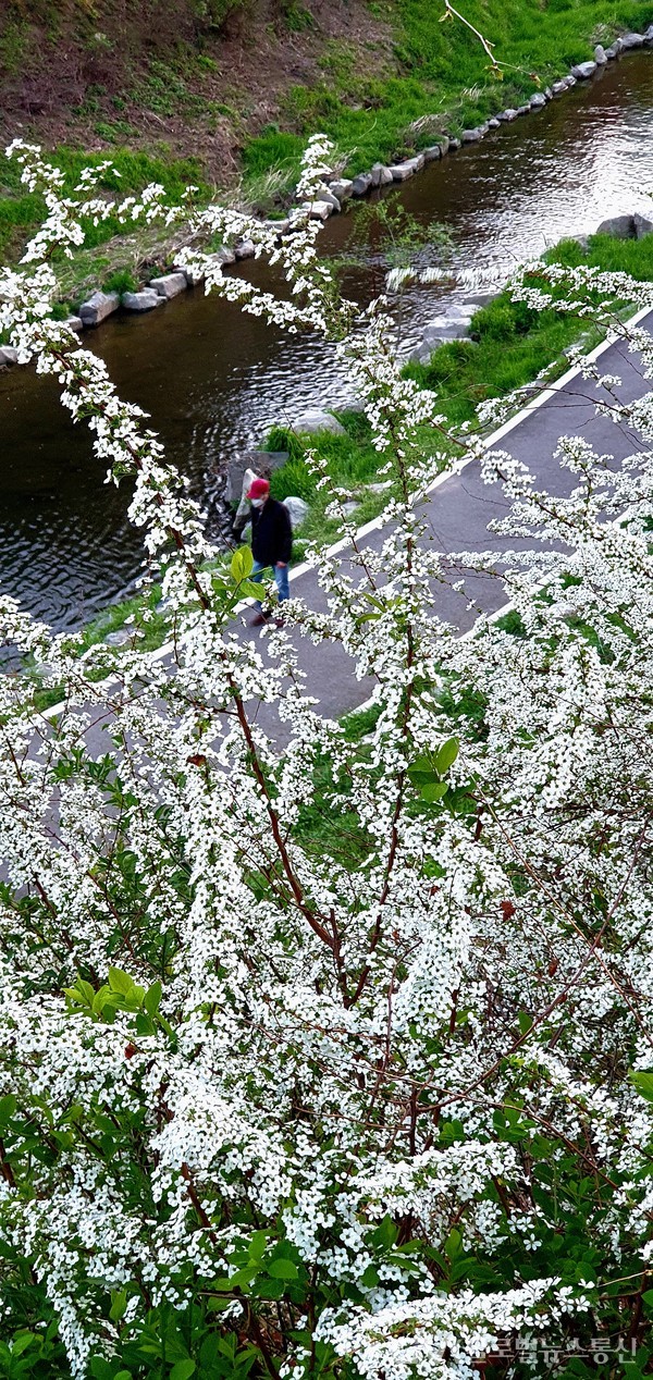 하얀 조팝나무 꽃 하늘대는 반포천의 봄-살랑이는 봄 바람 따라 반포천은 여울져 흐르고 물가의 초록은 더욱 짙어져 간다.