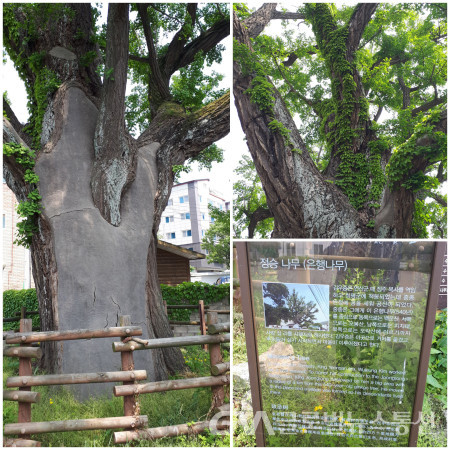 (사진: 판서공종회) 김우증 청평군이 심었다는 600년된    일명 정승나무(은행나무)