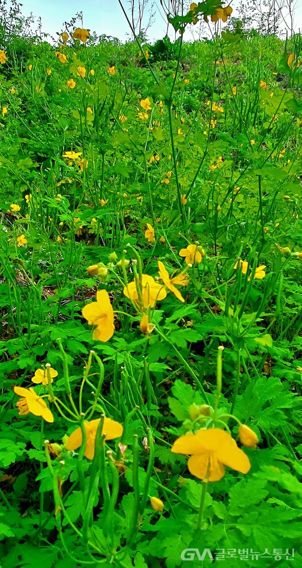 초록밭에 촘촘히 박힌 노랑꽃,  ‘몰래 주는 사랑’이 꽃말이라니, 딱~이다 싶다.