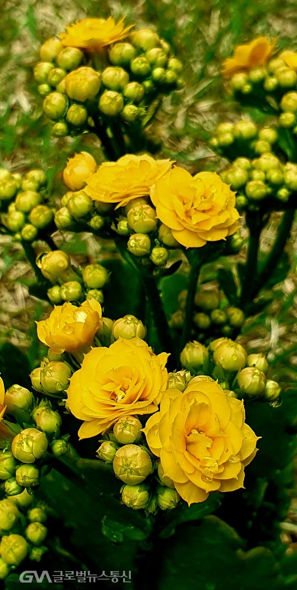 꽃은 한없이 화려하고 예쁘고, '마다카스카르' 원산답게 메마른 땅에서도 잘자라는 돌나물과 다육식물 '칼란디바'