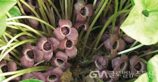 (사진: 민속식물연구소) 일명 족도리풀, 생약명 "세신(細辛)"의 꽃