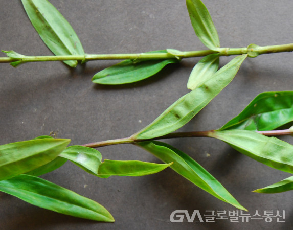 (사진:민속식물연구소) "용담"의 잎 줄기 모양