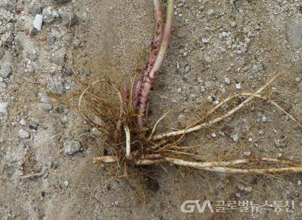 (사진: 민속식물연구소) 용담의 뿌리