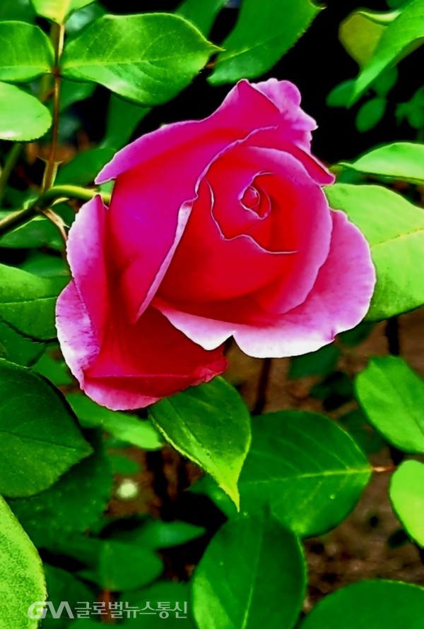 (사진 :김동일 사진작가 제공) 일반적으로 'Rose장미薔薇'로 통칭되는 붉은 장미 