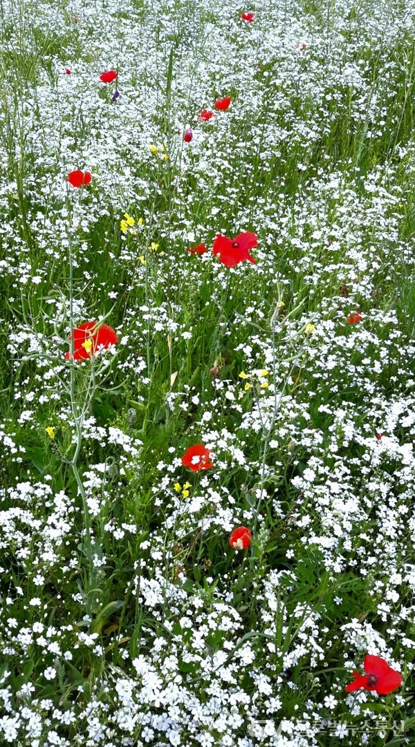 (사진제공:FKILsc조흠원 명예자문위원) 하얀 '안개초' 꽃밭에 붉은 '개양귀비' 꽃
