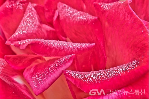 (사진:FKILsc 백명원 경영자문위원 제공)  빗물에 젖은 붉은 장미빛깔 - 어떻게 말로 다 할 수 있을까