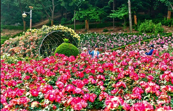 (사진:FKILsc 백명원 경영자문위원 제공) 백만송이 장미원에는 여러 형태의 장미 정원이 서로를 뽐낸다