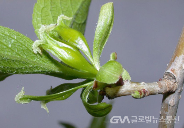 (사진: 민속식물연구소) 약용식물  "두충나무"  암꽃