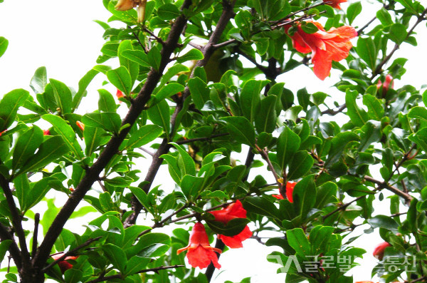 (사진; 민속식물연구소) 아름다운 "석류" 꽃
