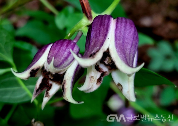 (사진: 이종봉생태사진작가) "검종덩굴"의 아름다운 꽃 모습